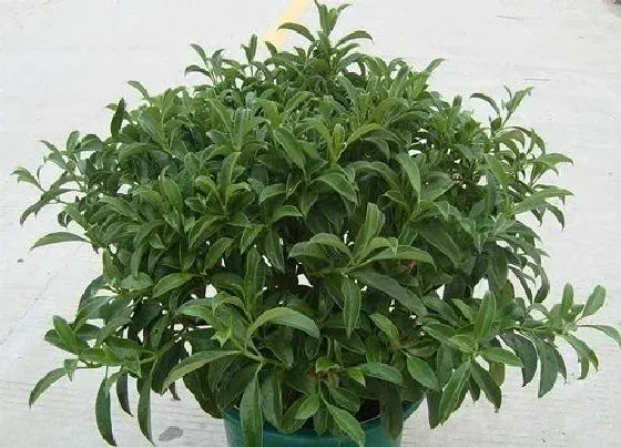 不开花|非洲茉莉为什么不开花