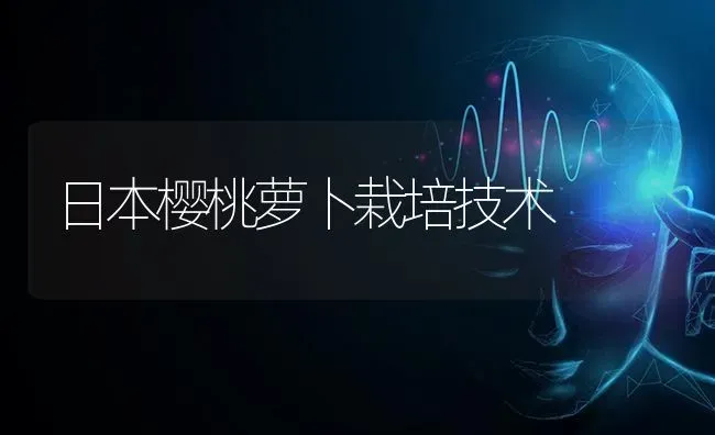日本樱桃萝卜栽培技术 | 瓜果种植