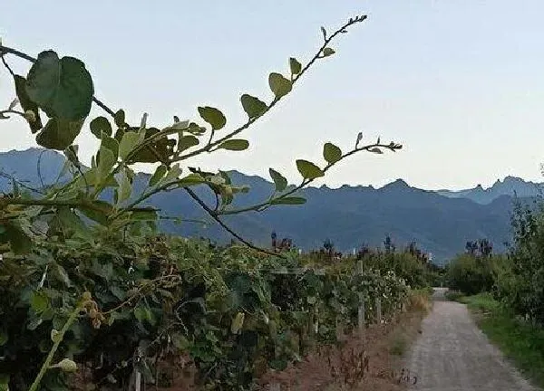 植物浇水|猕猴桃多久浇一次水