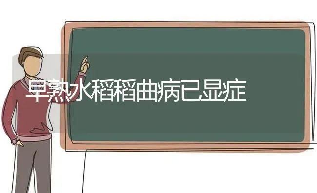 早熟水稻稻曲病已显症 | 粮油作物种植