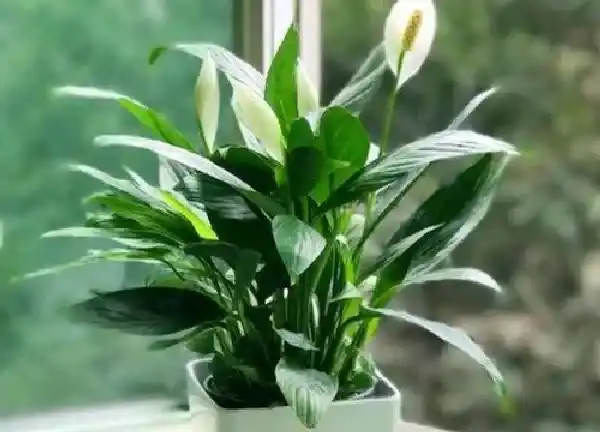 植物移栽|一帆风顺换土怎么换 换盆换土用什么土好