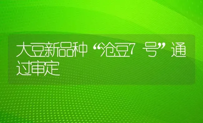 大豆新品种“沧豆7号”通过审定 | 粮油作物种植