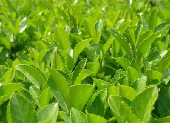 种植管理|冬青生长速度快慢 一年能长多少