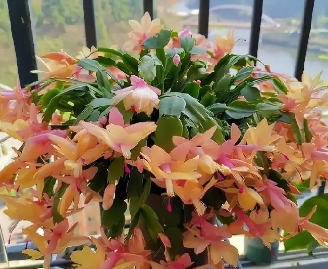 养殖科普|蟹爪兰怎样修剪才能叶子茂盛开花多