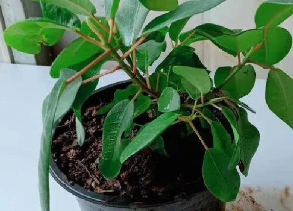 植物换土|榕树盆景换土时间和方法