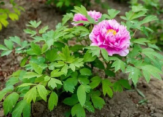 种植土壤|牡丹适合什么土壤种植