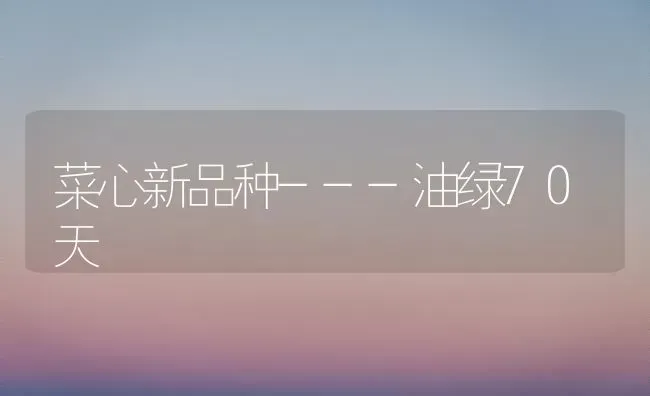 菜心新品种---油绿70天 | 蔬菜种植