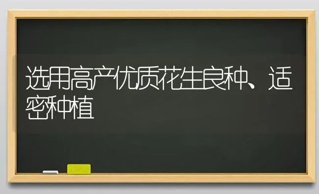 选用高产优质花生良种、适密种植 | 植物种植百科