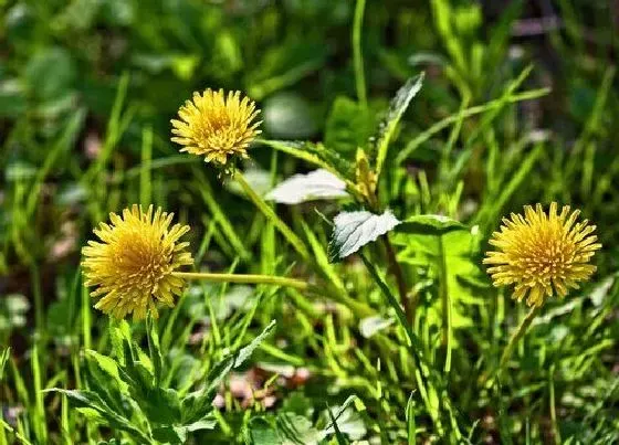 开花时间|蒲公英几点开花时间 什么季节开放