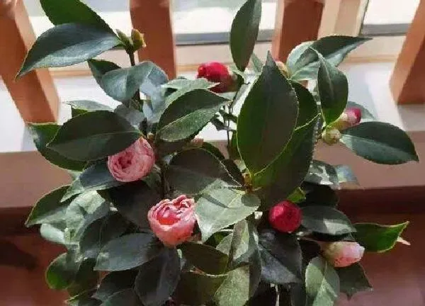 养殖方法|茶花怎么养才长得好