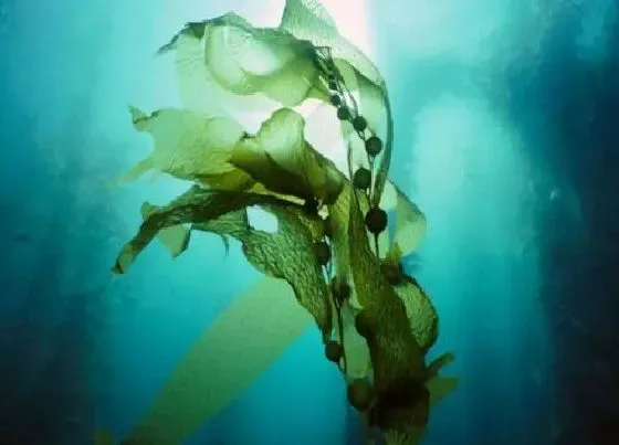 植物常识|裙带菜是海藻吗