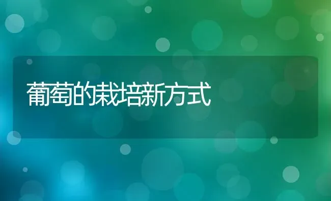 葡萄的栽培新方式 | 瓜果种植