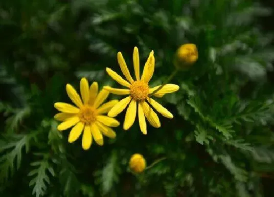 植物种类|黄金菊是常绿植物吗