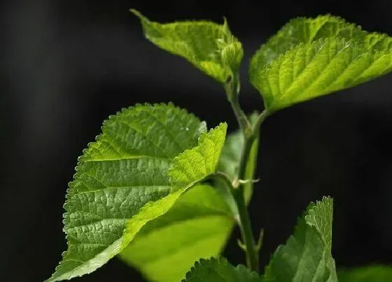 植物百科|桑叶生长在什么地方