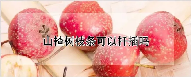 山楂树枝条可以扦插吗 | 种植技术
