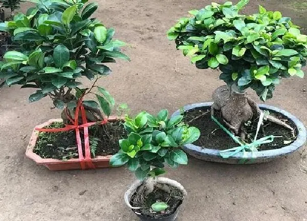 植物换土|榕树盆景换土时间和方法
