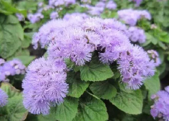 植物百科|耐高温干燥的花卉有哪些