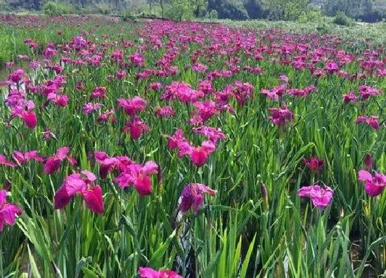 植物百科|种球花卉有哪些