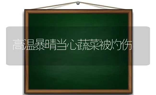 高温暴晴当心蔬菜被灼伤 | 蔬菜种植