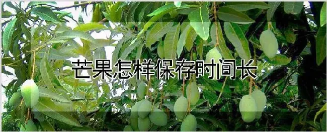 芒果怎样保存时间长 | 养殖技术