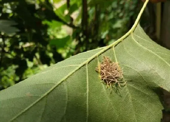 植物虫害|山楂树病虫害防治技术与方法措施