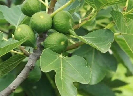 食用科普|无花果干一天吃几个最好