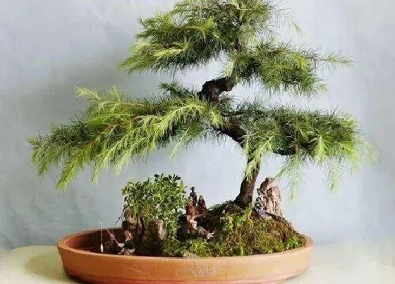 植物排行|松树盆景什么品种最好