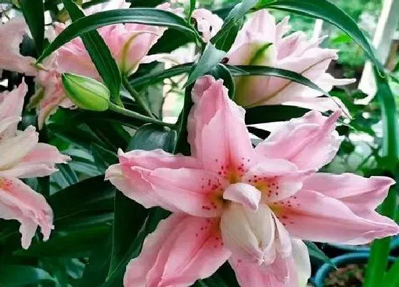 花语|什么花的花语是无法得到