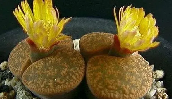 植物生根|生石花怎么修根 上盆换盆前的修根方法