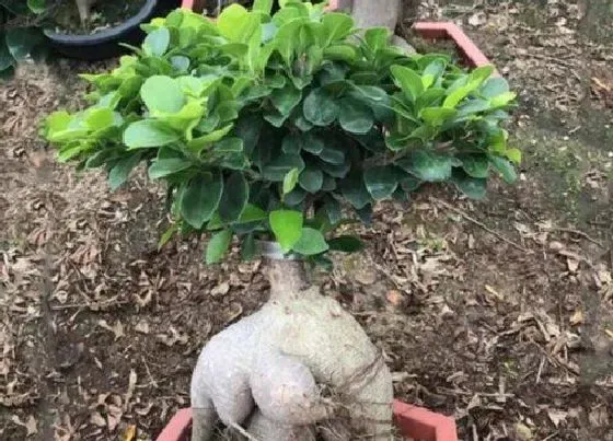 种植位置|家里可以种榕树盆景吗