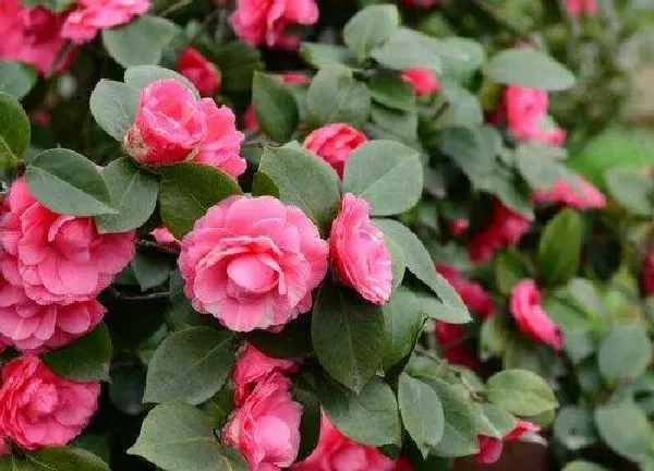 养殖方法|茶花怎么养才长得好