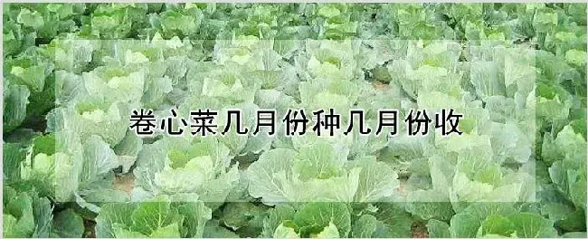 卷心菜几月份种几月份收 | 农业技术