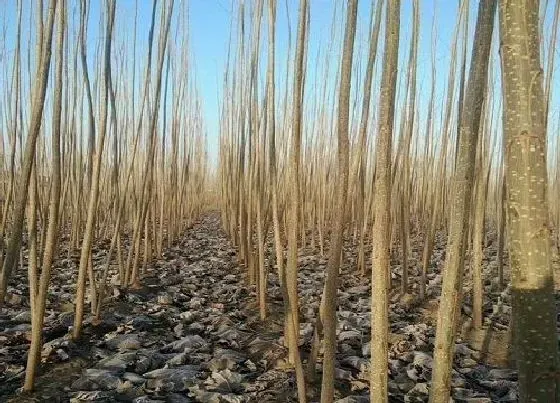 植物百科|杨树能活多少年