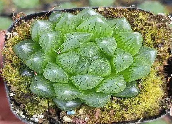 养殖科普|玉露能晒太阳吗