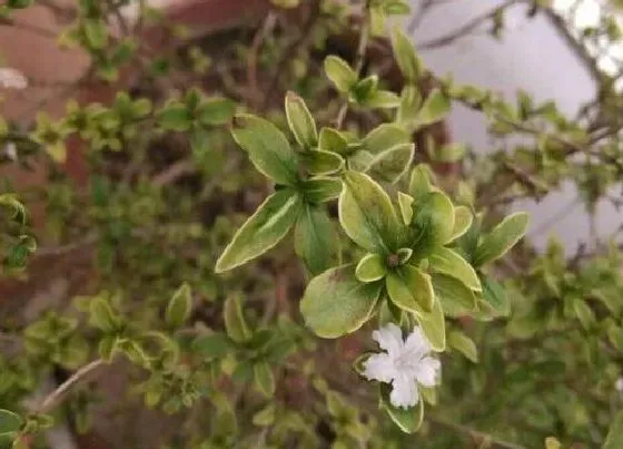 叶子发黄|六月雪叶片发黄原因和处理方法