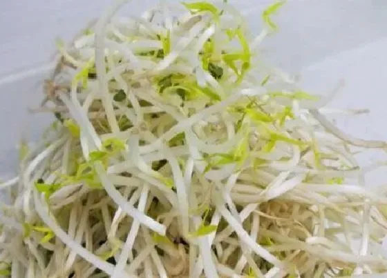 食用科普|豆芽能放冰箱吗