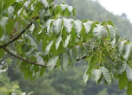 植物排行|漆树科植物有哪些