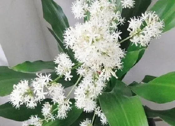 植物百科|也门铁开花吗 开花的样子（图片）