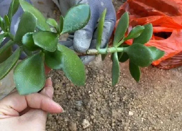 植物扦插|玉树的扦插方法和注意事项 玉树的扦插时间和方法