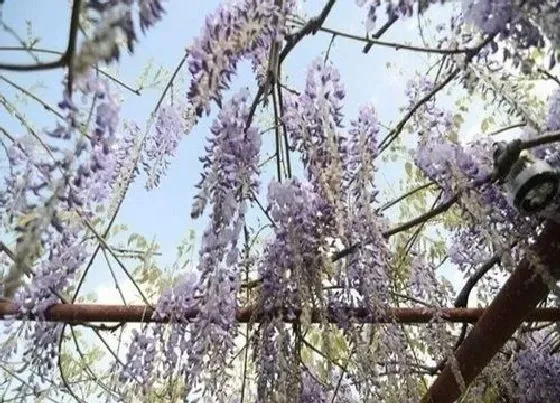 开花时间|紫藤花多久开花 种植多久能开花