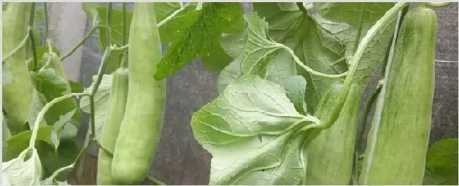 羊角蜜怎样整枝打叉 | 种植资料