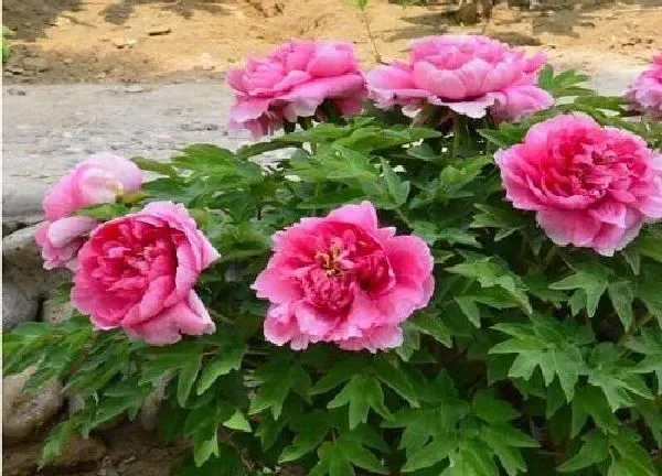植物浇水|牡丹花几天浇一次水最好