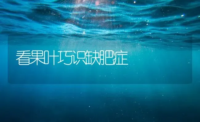 看果叶巧识缺肥症 | 瓜果种植