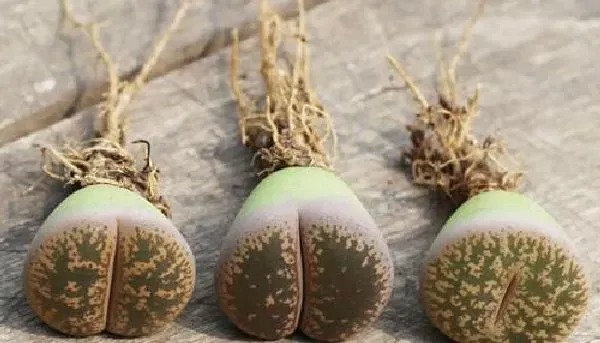 植物生根|生石花怎么修根 上盆换盆前的修根方法
