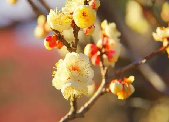 花期|腊梅一年开几次花