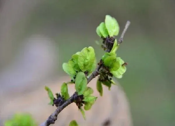 植物发芽|榆树什么时候发芽长叶