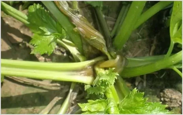 芹菜软腐病的防治方法 | 植物病害