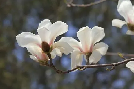 种植方法|玉兰花怎么种植 高产种植技术与管理方法