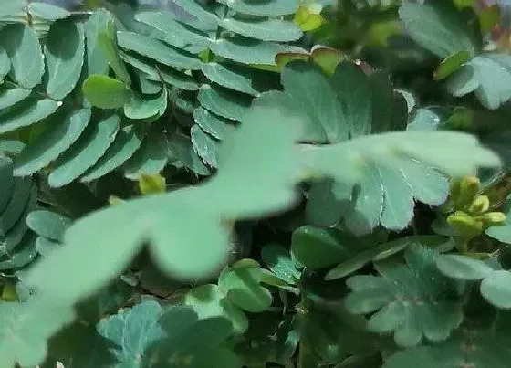 植物种类|含羞草是热带植物吗