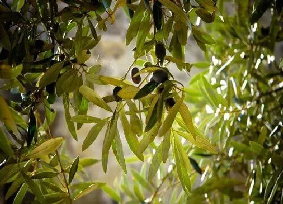 花期|橄榄花期多长时间